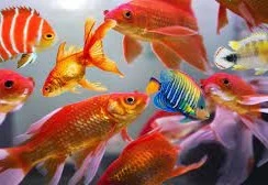 Ornamentel Fish Shop
