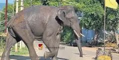 അരിക്കൊമ്പൻ; സമൂഹമാധ്യമങ്ങളിൽ തെറ്റായ വിവരങ്ങൾ പങ്കുവയ്ക്കുന്നവർക്കെതിരെ നടപടി സ്വീകരിക്കുമെന്ന് തേനി ജില്ല കളക്ടർ 