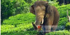 അരിക്കൊമ്പനെ ഇന്ന് തുറന്നുവിടില്ല; വനം വകുപ്പിന്‍റെ നടപടി മദ്രാസ് ഹൈക്കോടതിയുടെ നിർദ്ദേശത്തെ തുടർന്ന്