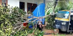 #rain | ശക്തിപ്രാപിച്ച് മഴ; കാറ്റിലും മഴയിലും വൈക്കിലശ്ശേരി തെരുവിൽ വൻ നാശനഷ്ടം 