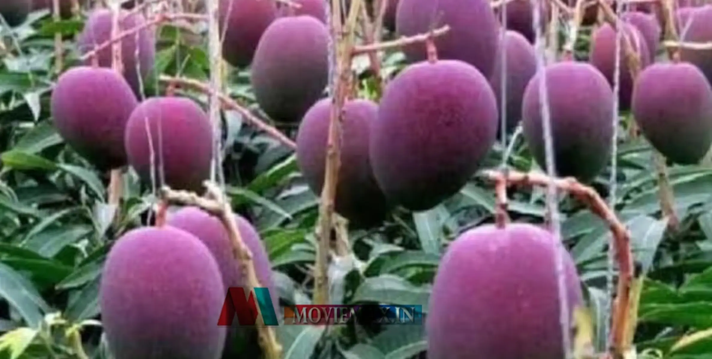 ലോകത്തിലെ ഏറ്റവും വില കൂടിയ മാമ്പഴം, വില 2.70 ലക്ഷം, തമിഴ്നാട്ടിലും വളരുന്നു