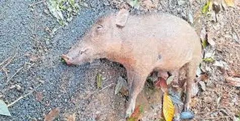 #wild boar| നടുവണ്ണൂരിലും കാട്ടുപന്നിയെ ചത്ത നിലയില്‍ കണ്ടെത്തി