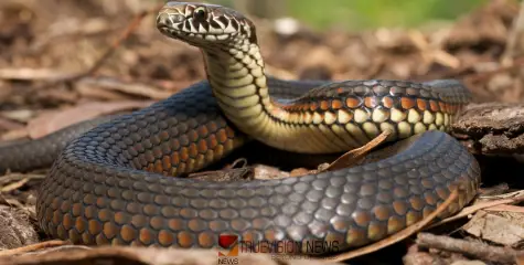 #Snakebit | മലയാളി യുവ ഡോക്ടർ പാമ്പ് കടിയേറ്റ് മരിച്ചു