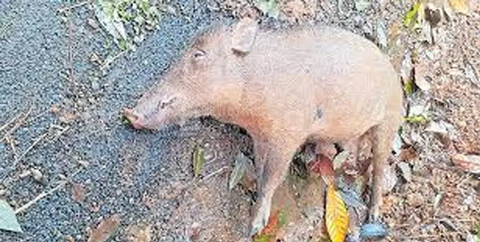 #Wild boar|കായണ്ണയില്‍ കാട്ടുപന്നി ചത്ത നിലയില്‍ ; ഉദ്യോഗസ്ഥ സംഘം പരിശോധന നടത്തി