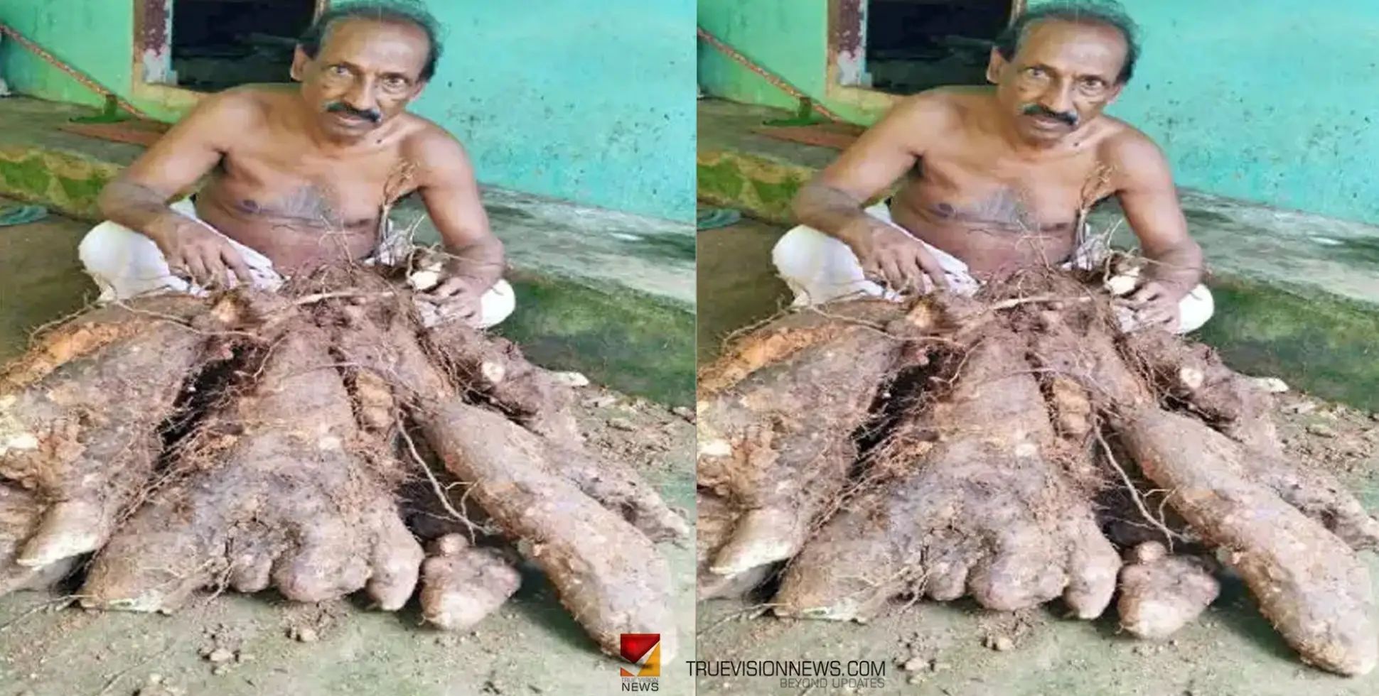 #farmer | മണ്ണിൽ പൊന്നുവിളയിച്ച് കർഷകൻ; ഒരു മുരടിൽ 80 കിലോ കാച്ചിൽ 