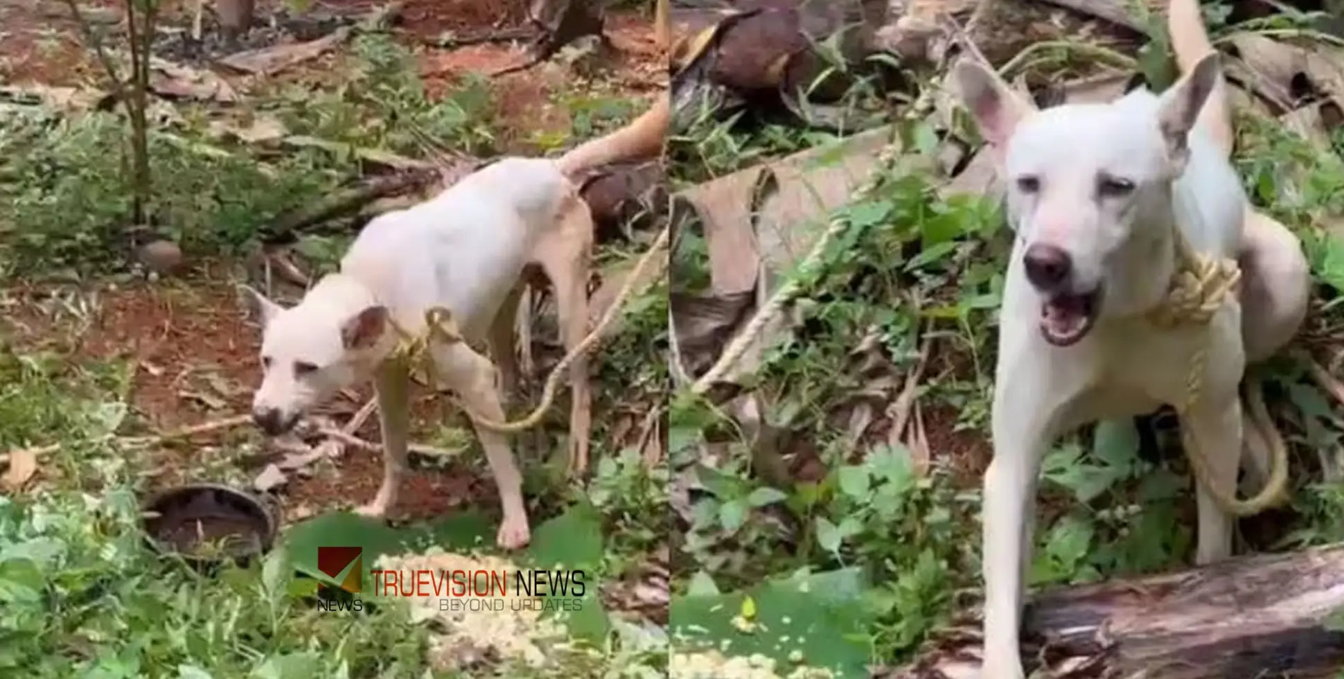#dog | അക്രമകാരിയായ നായയെ പിടിച്ചു കെട്ടി പുലിവാല് പിടിച്ച് നാട്ടുകാര്‍  