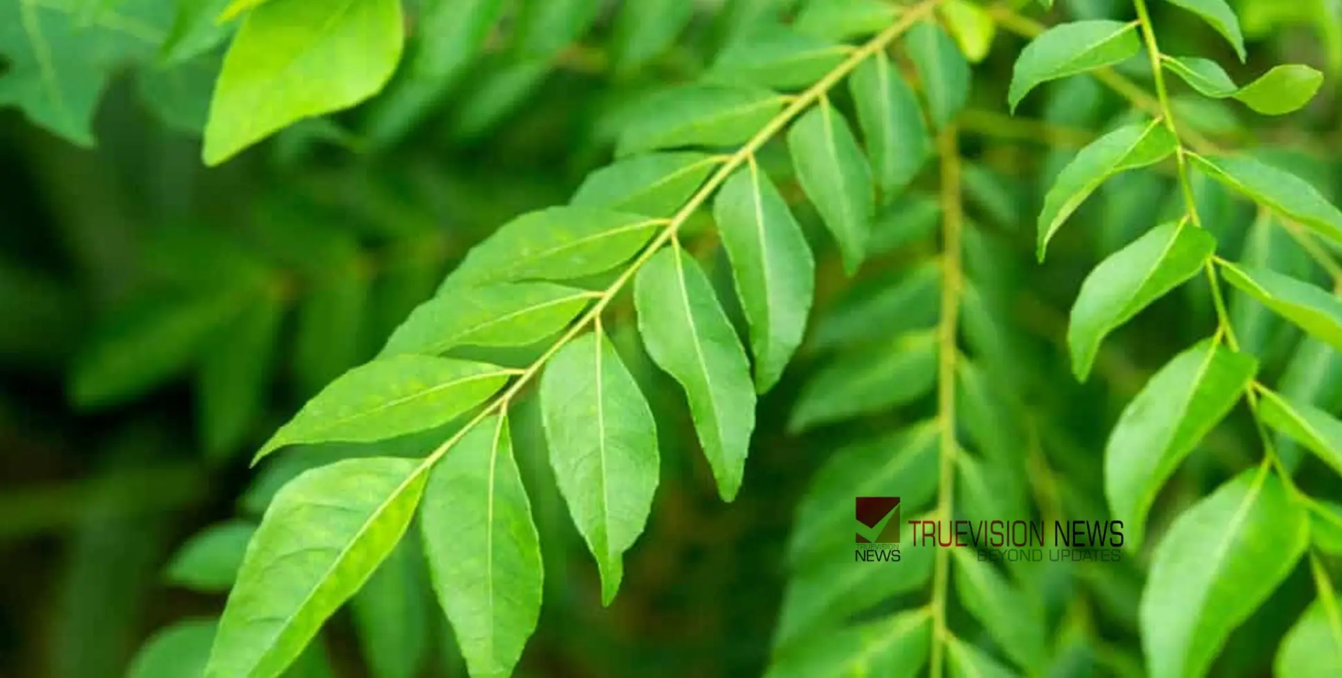 #health | ദിവസവും രാവിലെ വെറും വയറ്റിൽ കറിവേപ്പില കഴിക്കൂ; അറിയാം ഈ ഗുണങ്ങള്‍...